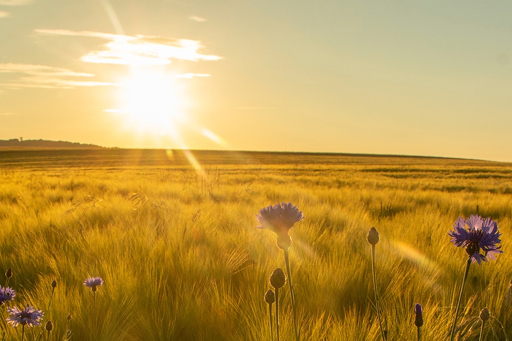 Kornblumenfeld im Sonnenaufgang als Sinnbild für spirituellen Beistand und Hoffnung