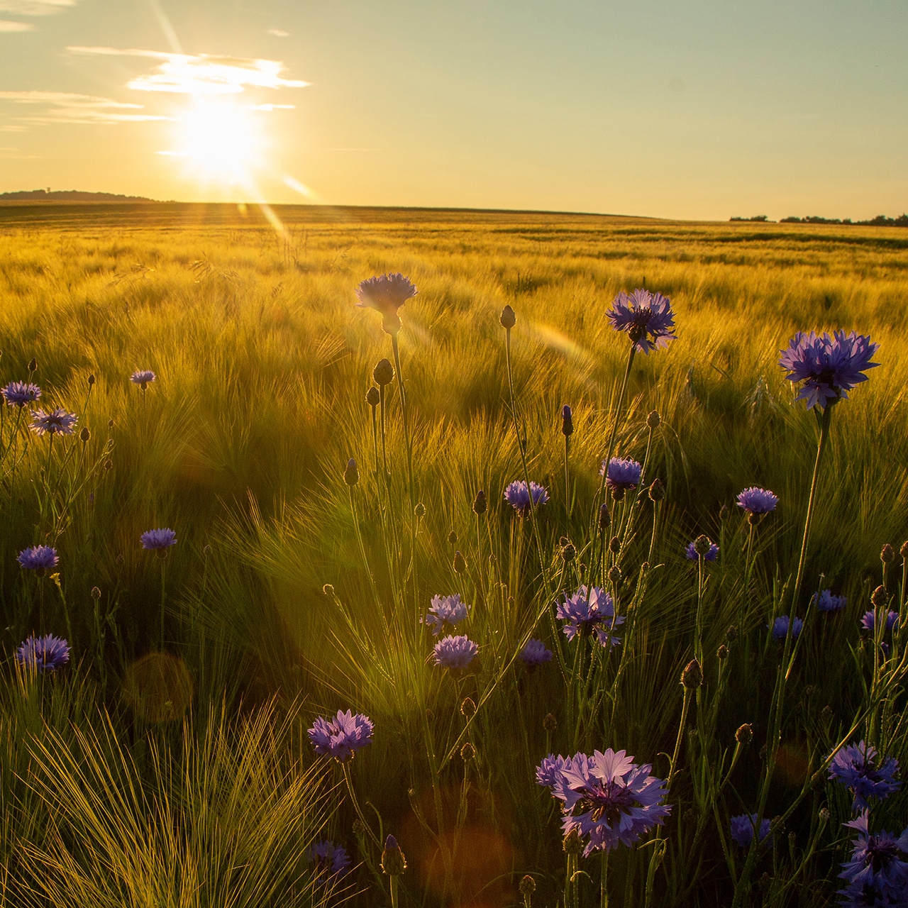 Kornblumenfeld im Sonnenaufgang als Sinnbild für spirituellen Beistand und Hoffnung