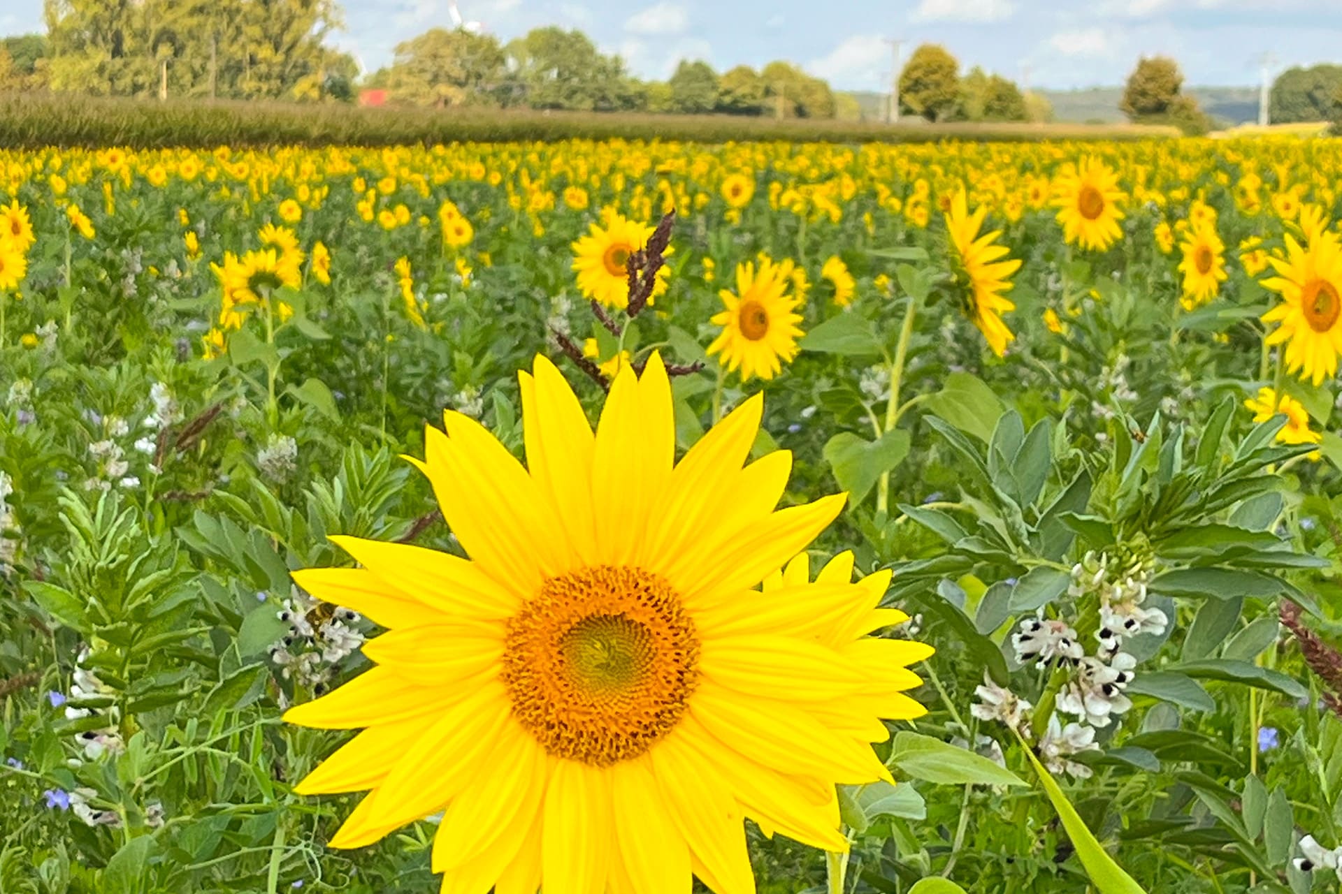 Blühendes Sonnenblumenfeld im Sommer als Sinnbild für Lebensfreude und Gemeinschaft