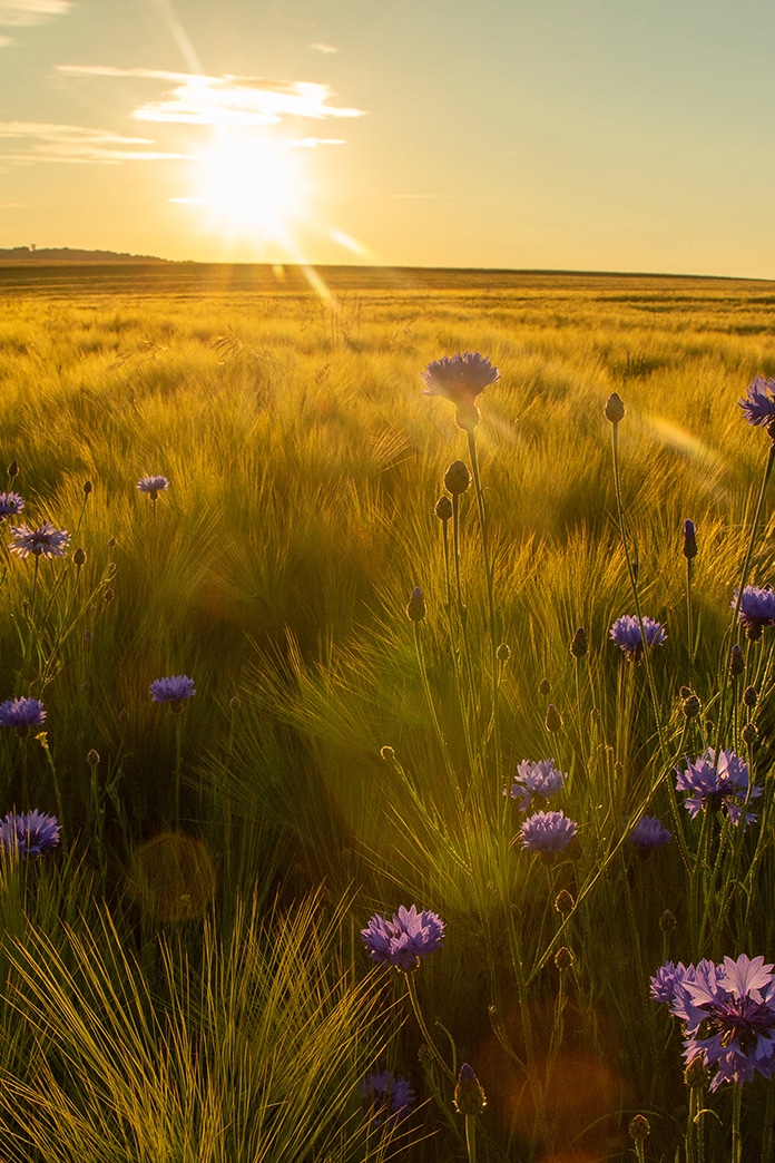 Sonnenuntergang über einem Feld mit blauen Kornblumen, symbolisiert Ruhe und Trost in der häuslichen Umgebung.